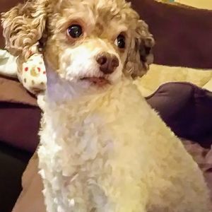 Meet your Posher, Angela